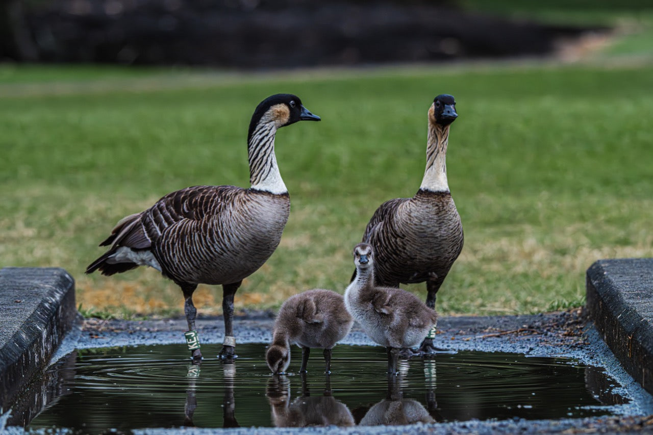 Notecard - Family Reflections