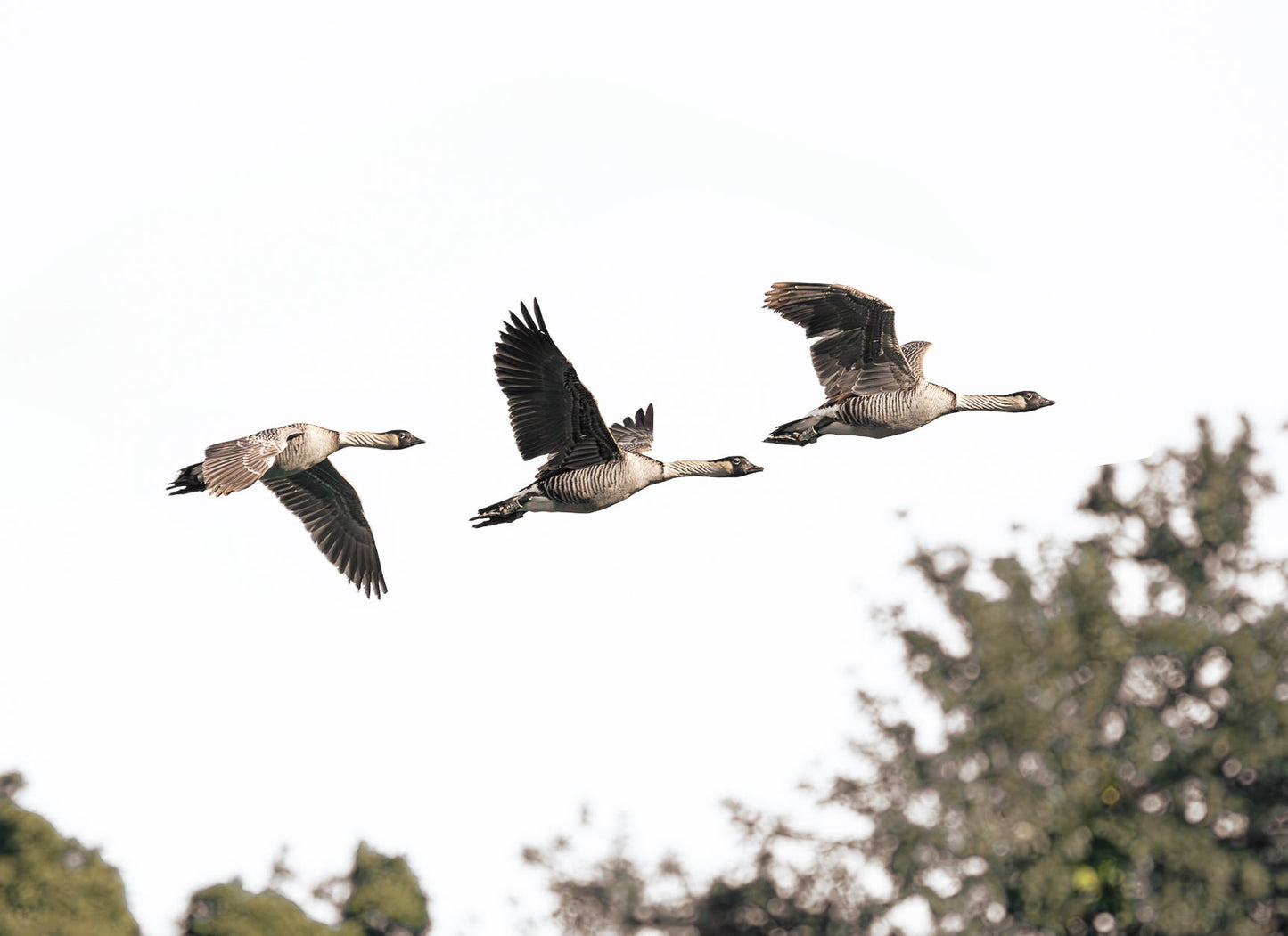 Notecard - Flying Nēnē