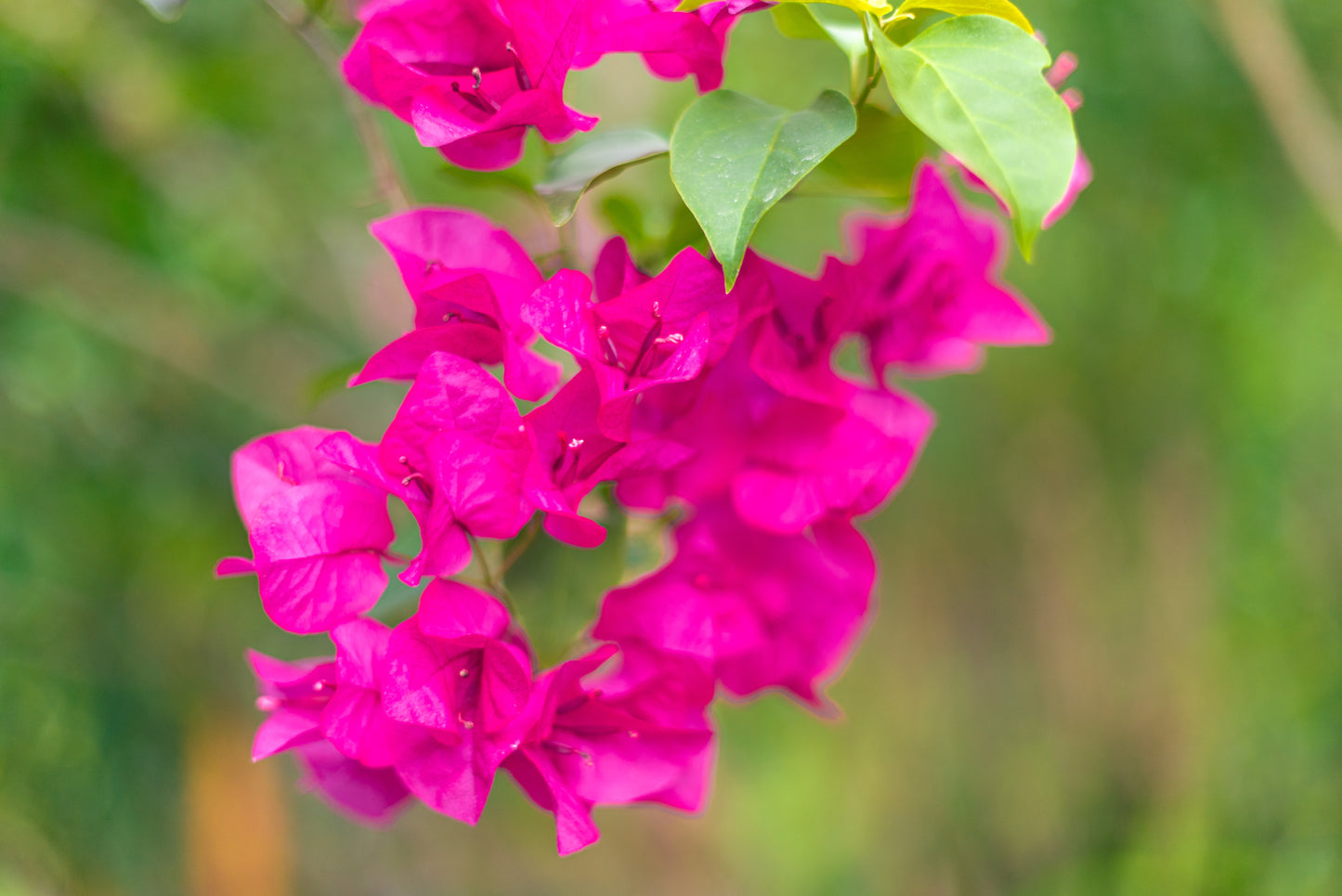 Pink bougainvillea flowers