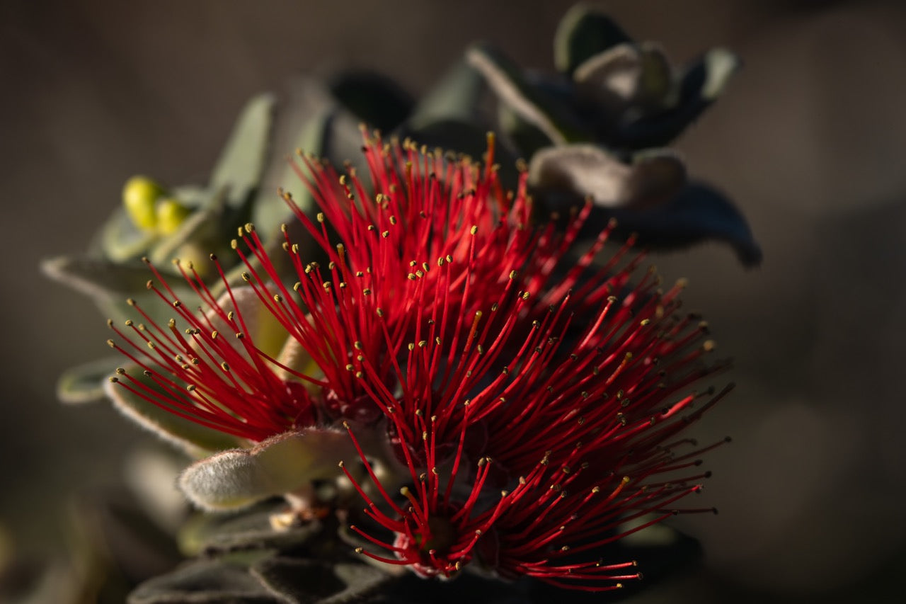 Notecard - Scarlet Splendor