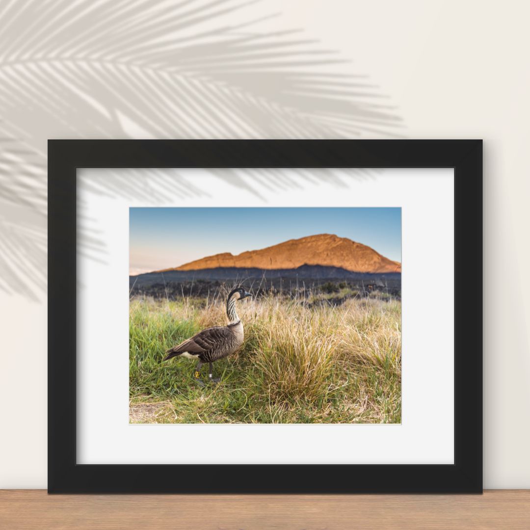 Framed Untold Beauty fine art print featuring Haleakala National Park and its resident nene (Hawaiian goose)