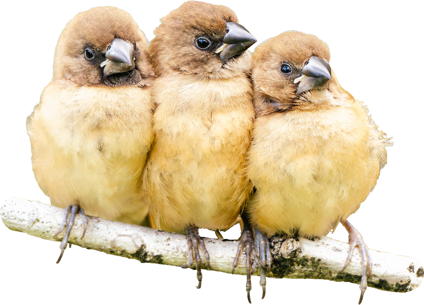Sticker - Little Birds