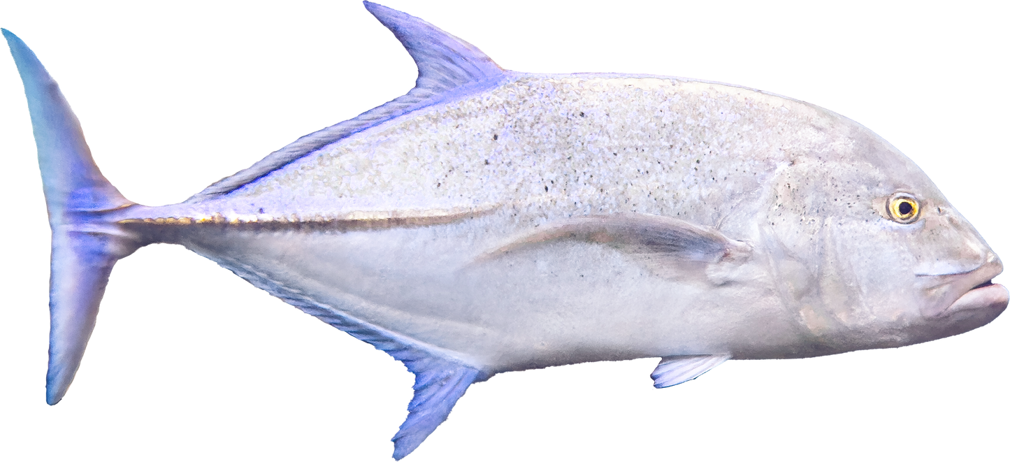 Sticker - Ulua