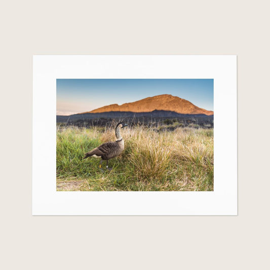 Matted Untold Beauty fine art print featuring Haleakala National Park and its resident nene (Hawaiian goose)