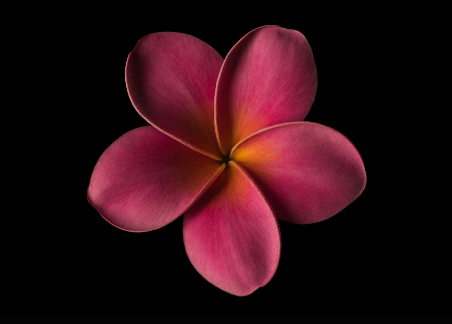 Notecard – Pink Plumeria