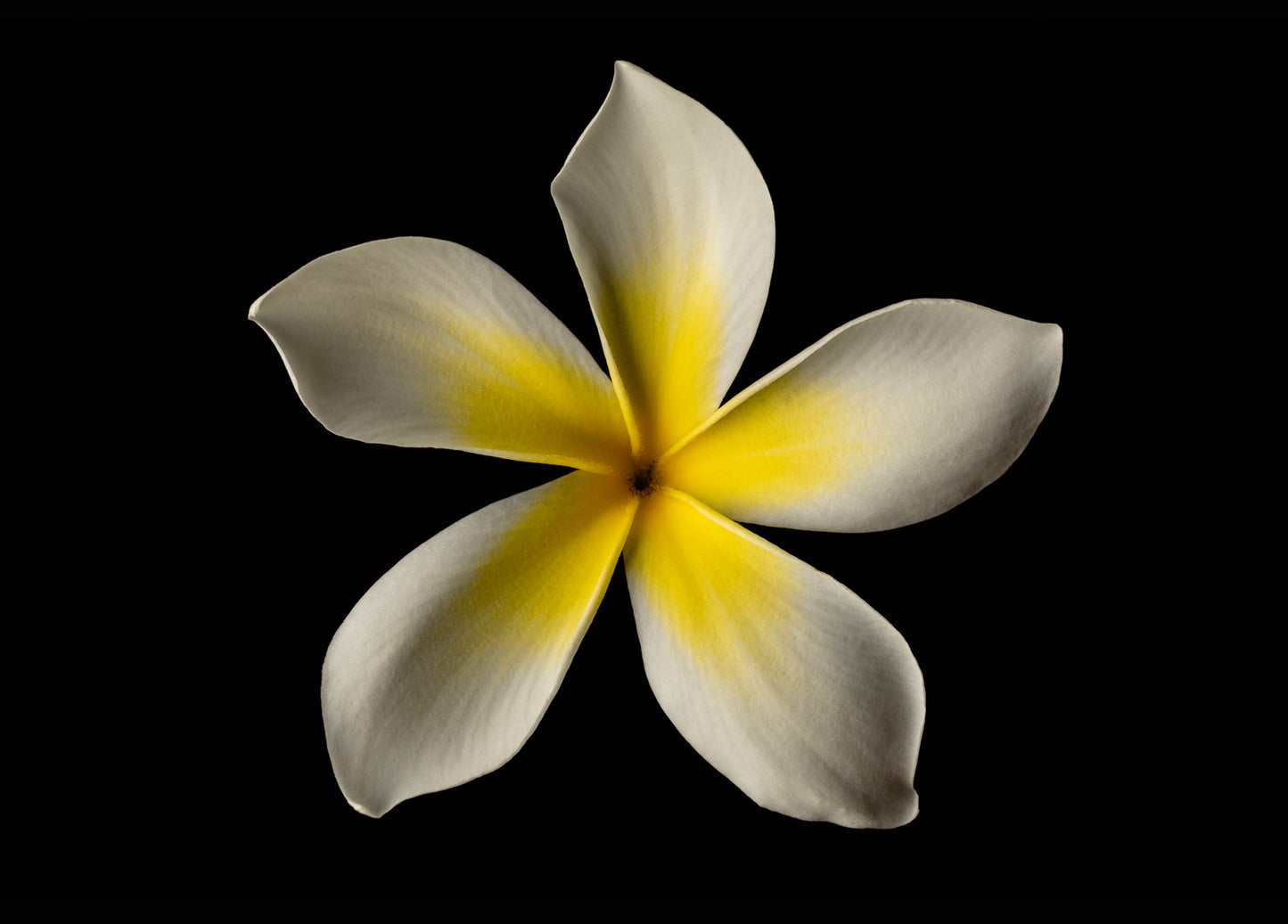 Notecard – White Plumeria