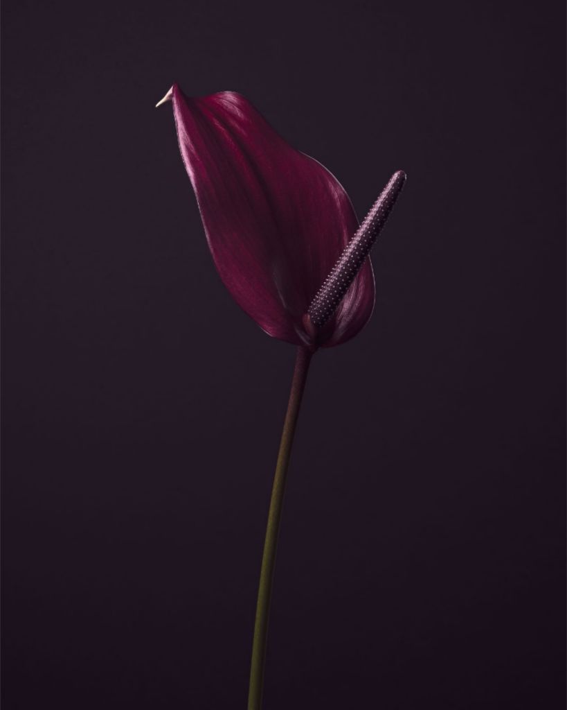 Purple Peace