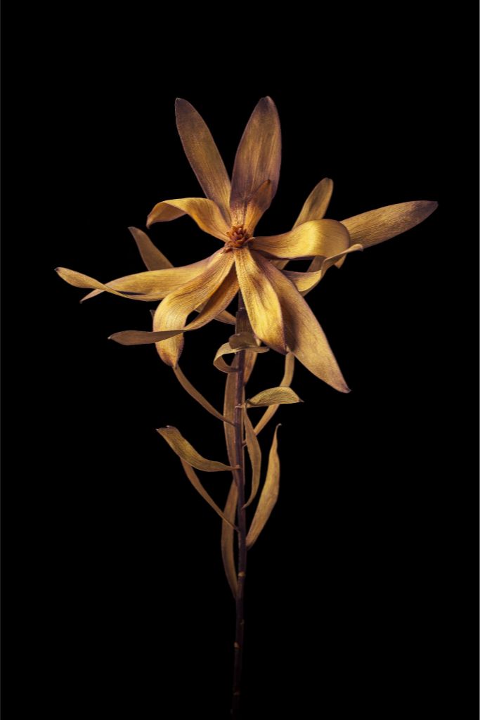 Dried Leucadendron