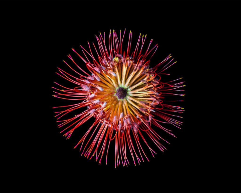 Pincushion Firework