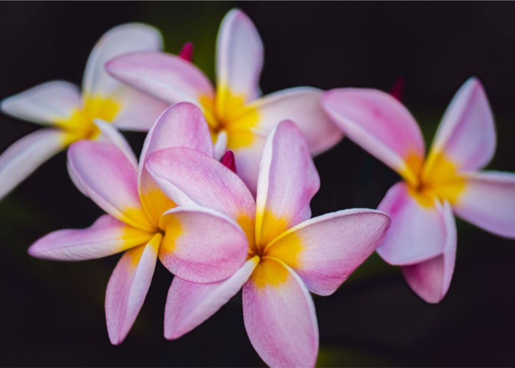 Plumeria Crown