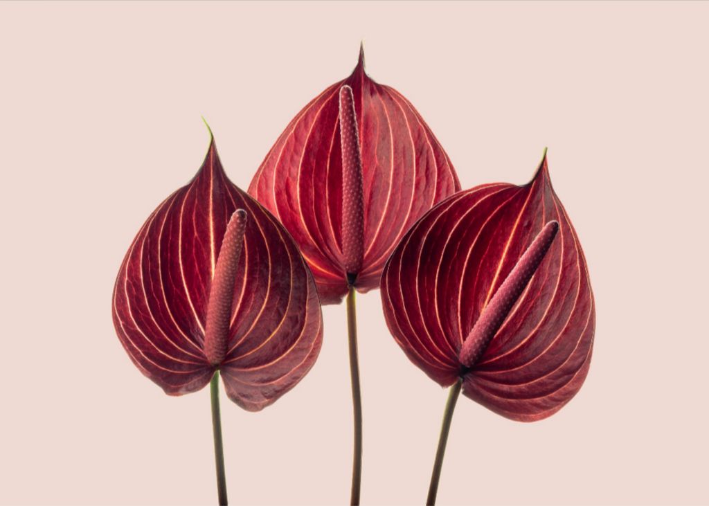 Crimson Fire