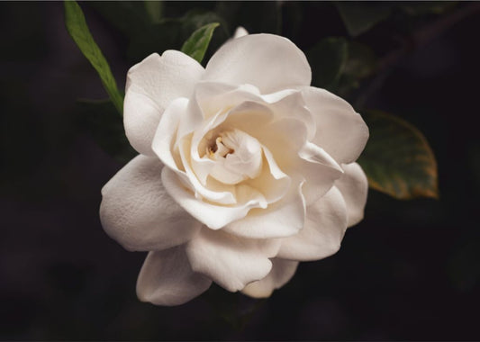 Gracious Gardenia