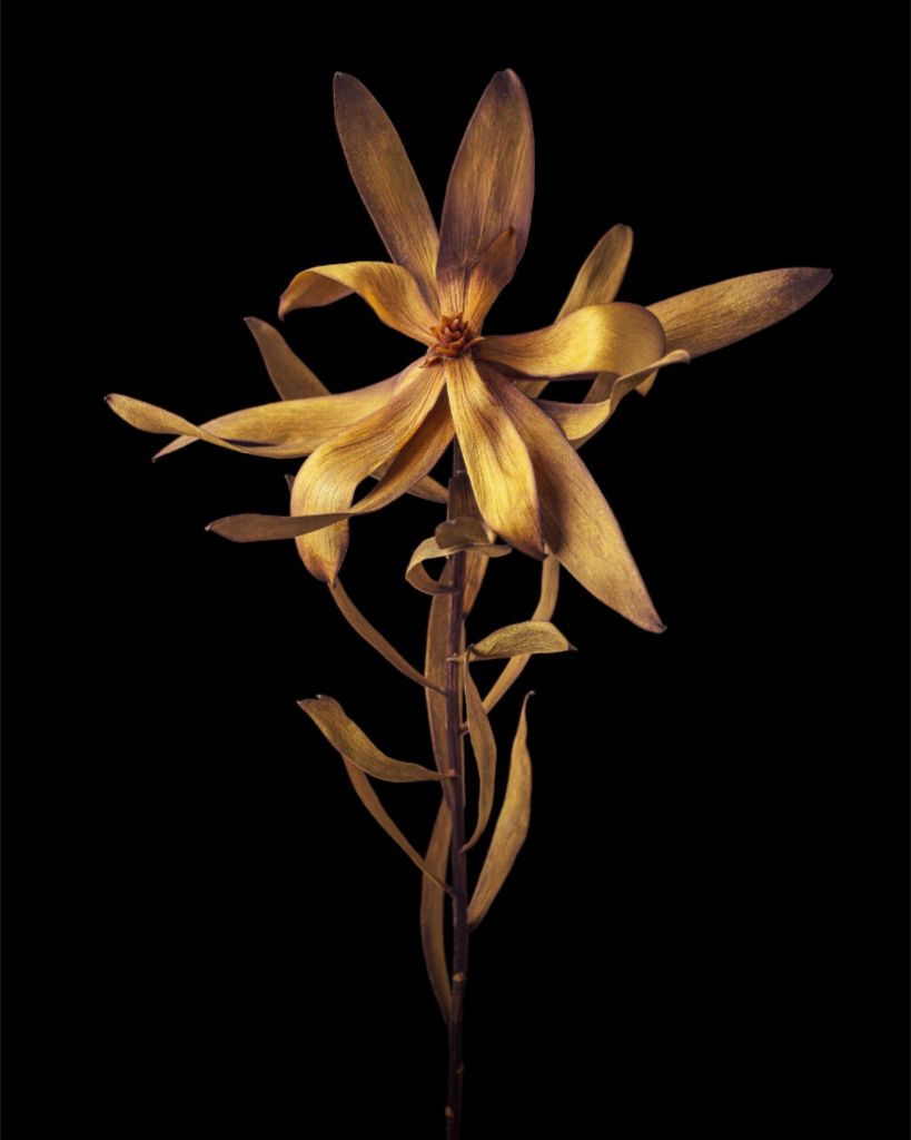 Dried Leucadendron