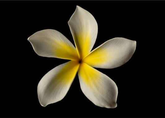 Grandpa's White and Yellow Plumeria