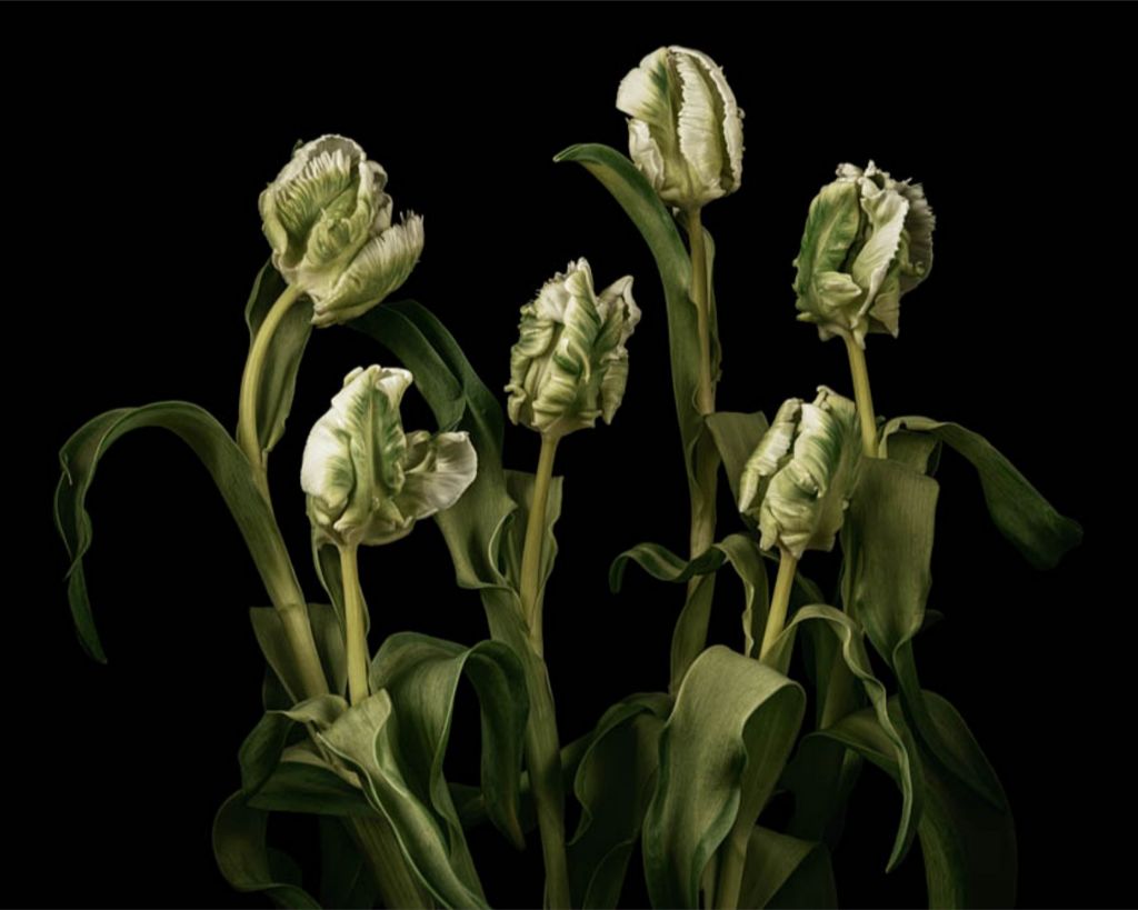 Transcendent Tulips