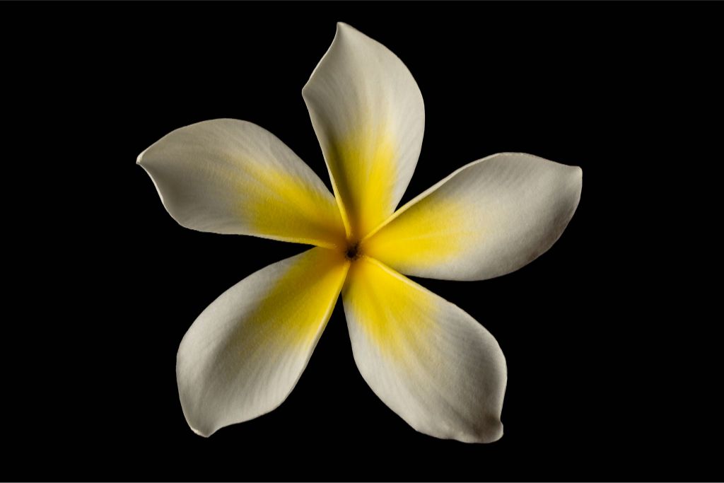 Grandpa's White and Yellow Plumeria
