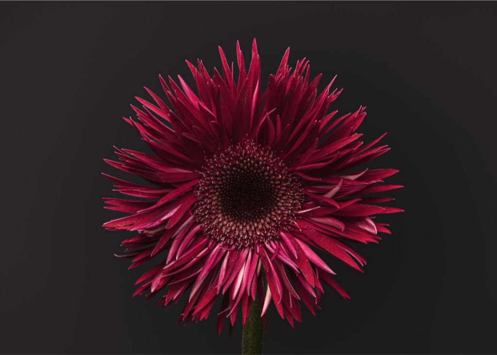 Gerbera on Gray