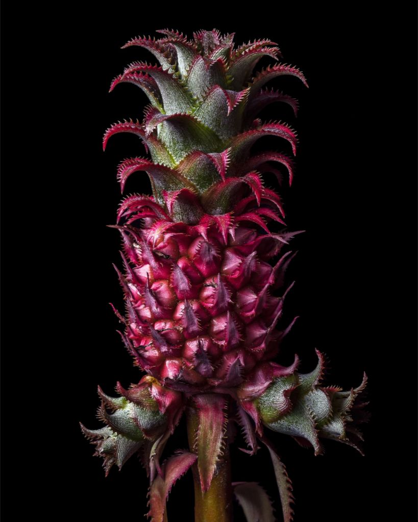 Petite Pineapple