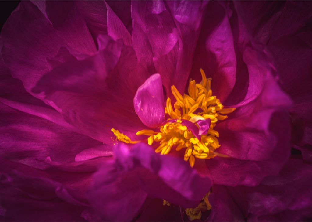 Royal Treasure