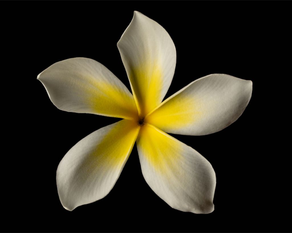 Grandpa's White and Yellow Plumeria
