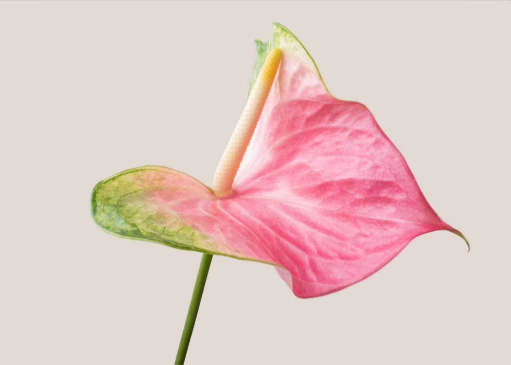 Pink on Green