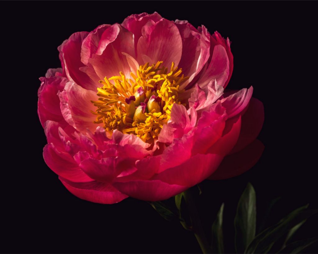 Nest of Pink