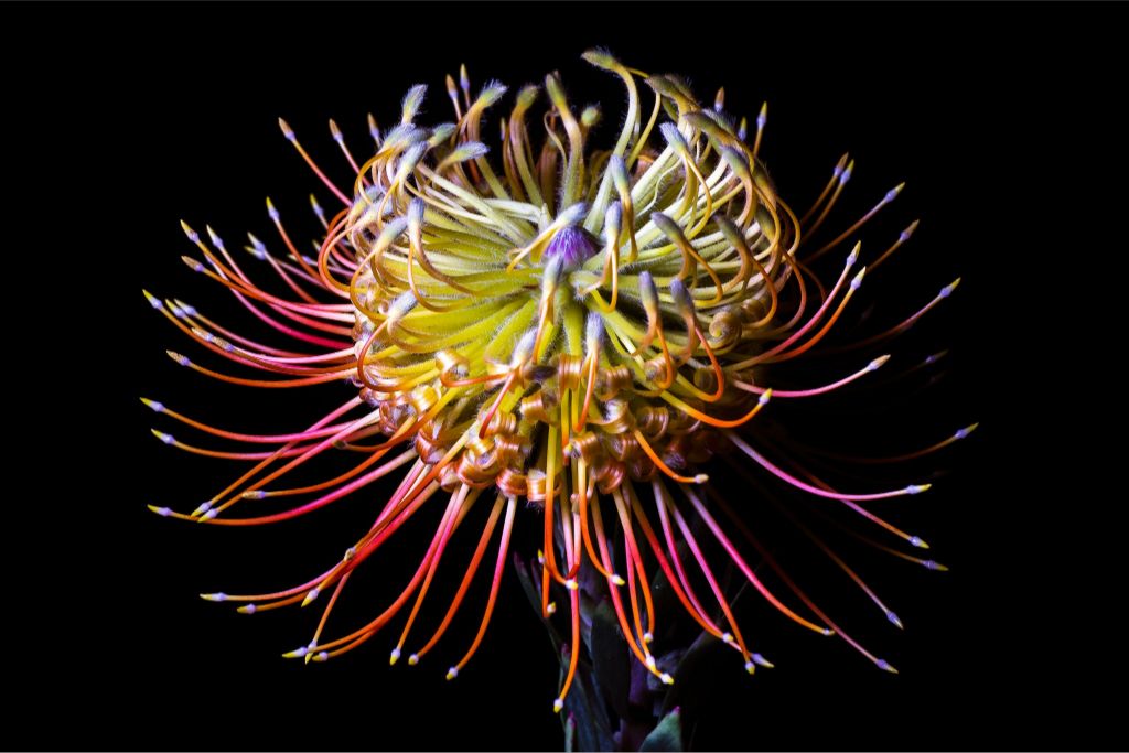 Prismatic Pincushion