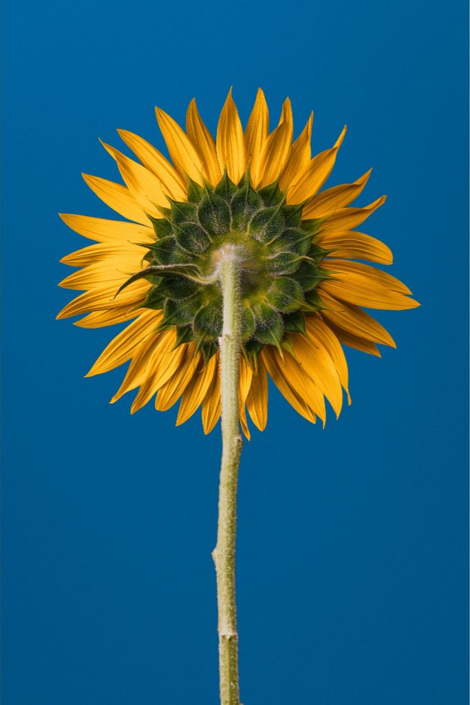 Sunflower-Ukraine
