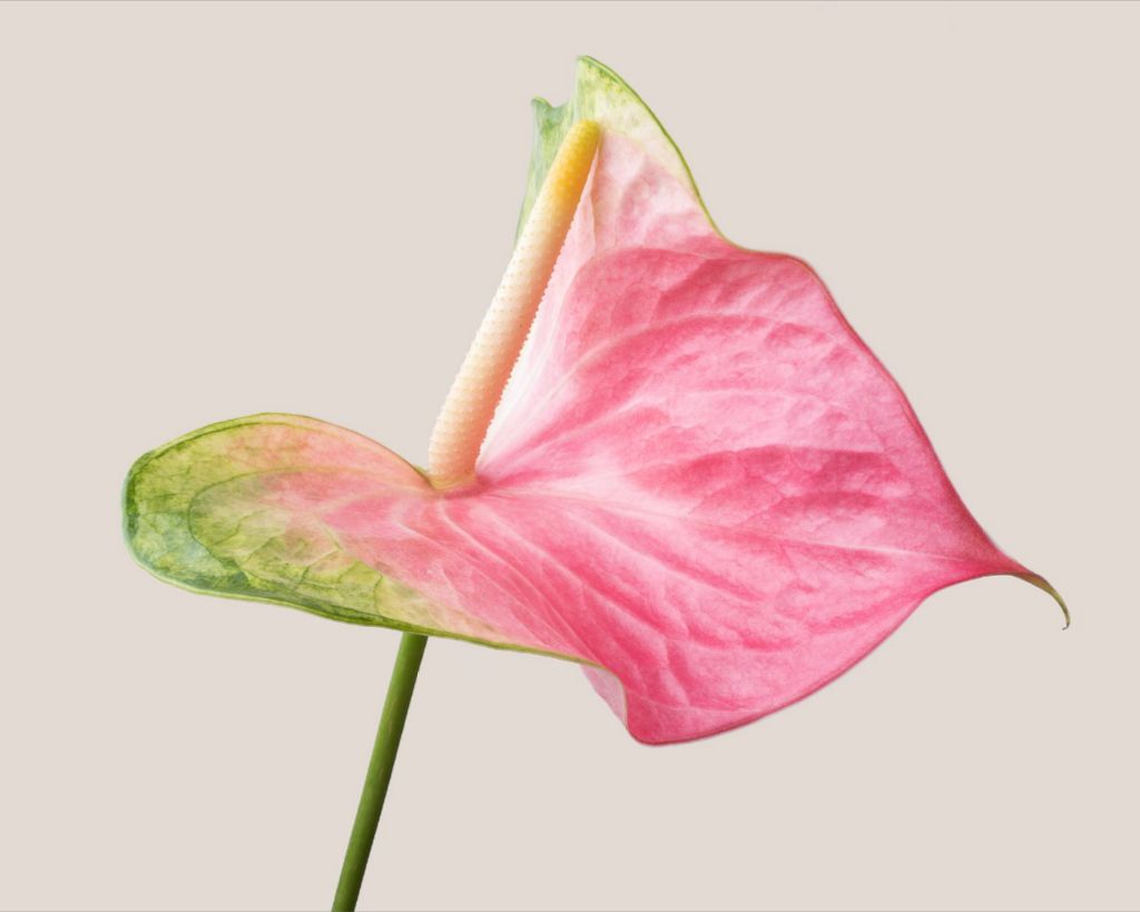 Pink on Green