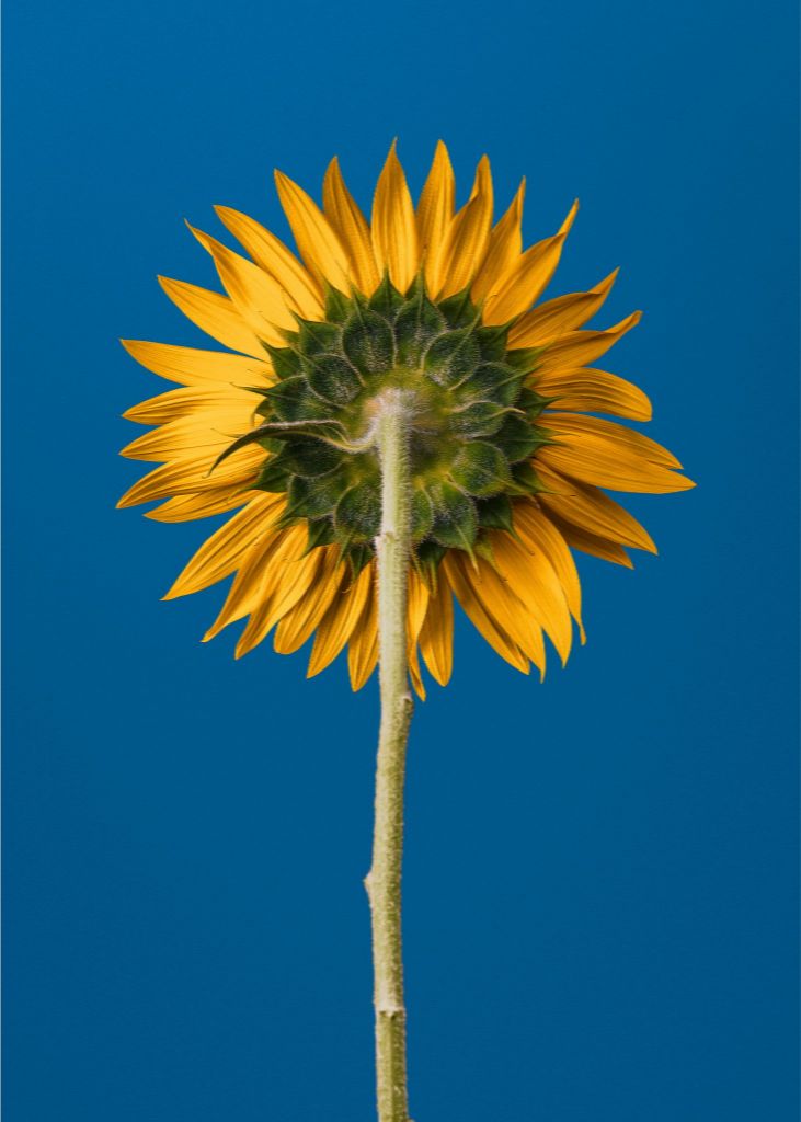 Sunflower-Ukraine