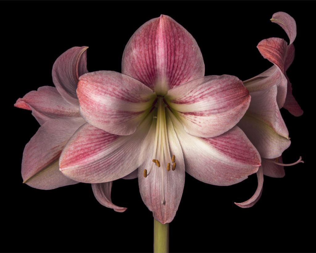 Pink Amaryllis