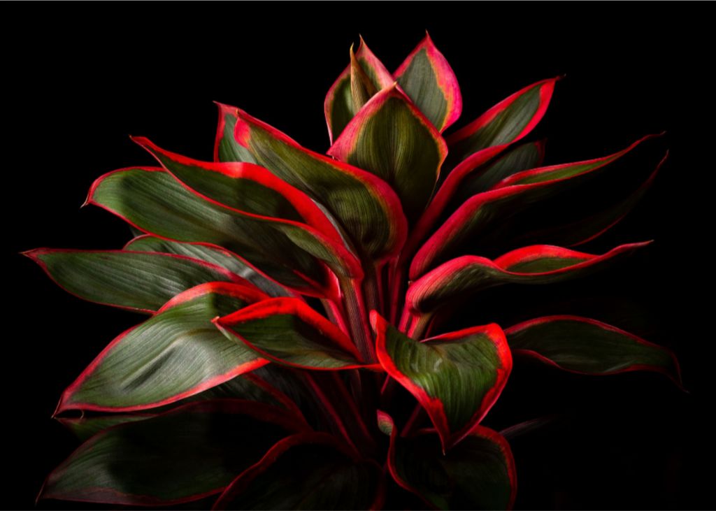 Ti Plant – John Cummins
