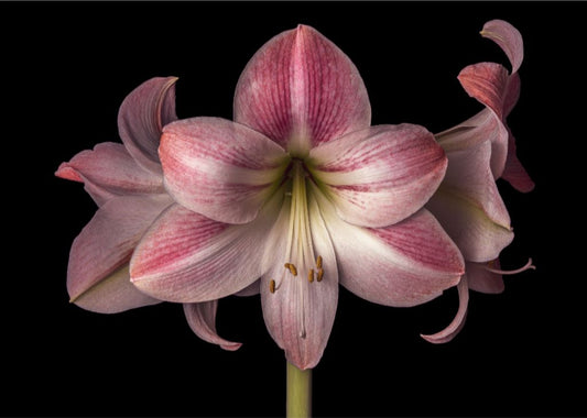 Pink Amaryllis