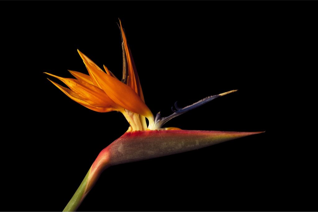 Bird of Paradise Fine Art Print