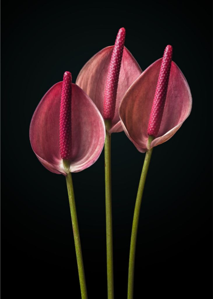 Pink Trio