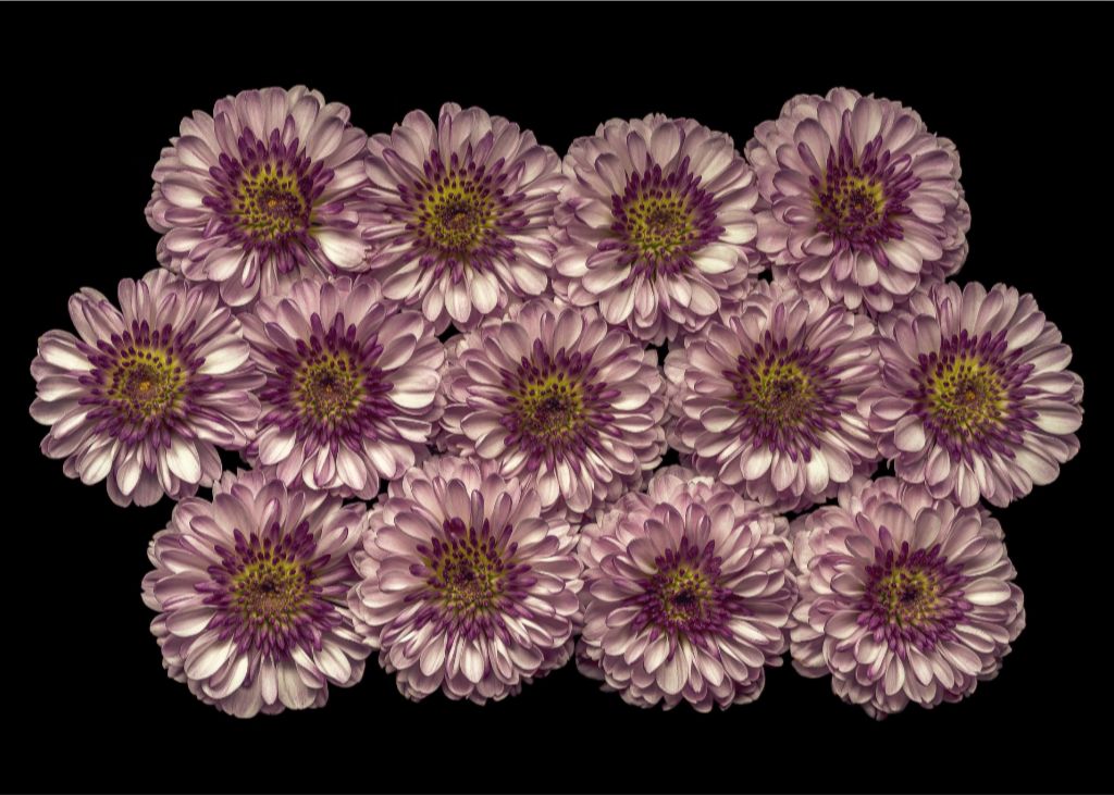 Purple Buttons