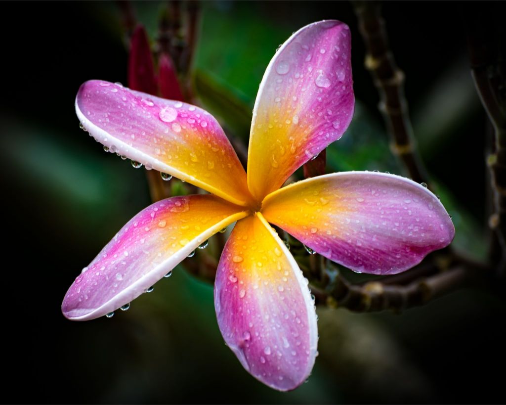 Hawaiian Sunrise Fine Art Print