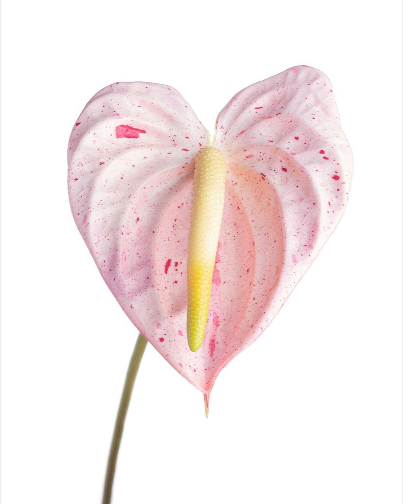 Candy Cane Heart (Light)