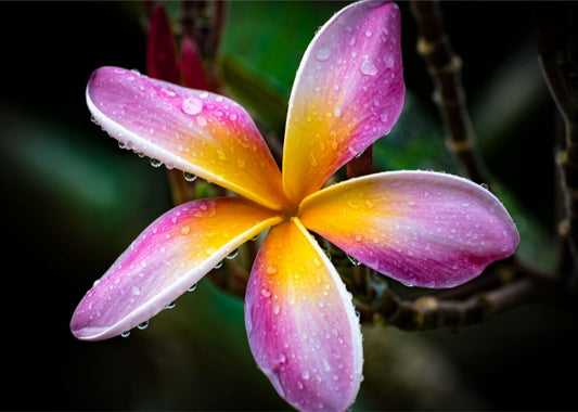 Hawaiian Sunrise Fine Art Print