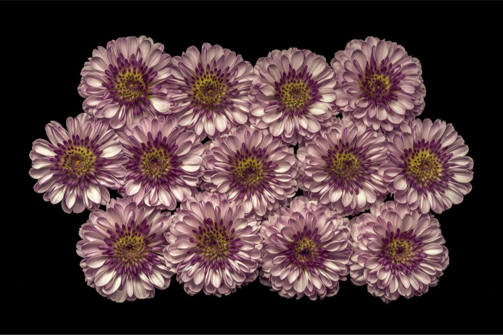 Purple Buttons