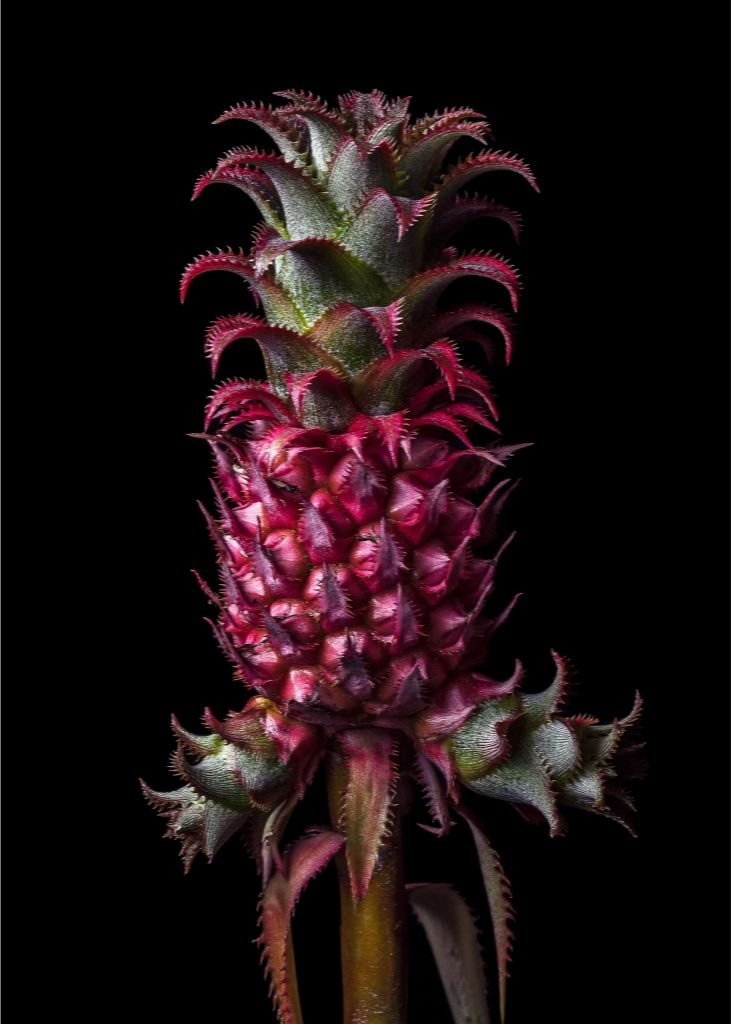 Petite Pineapple