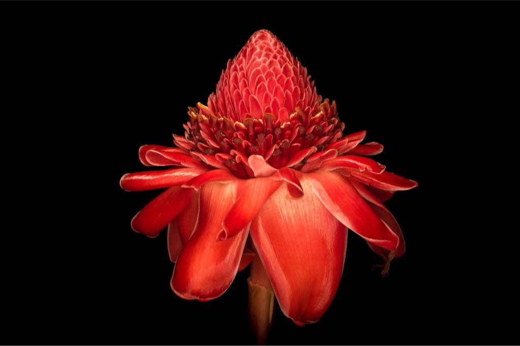 Torch Ginger