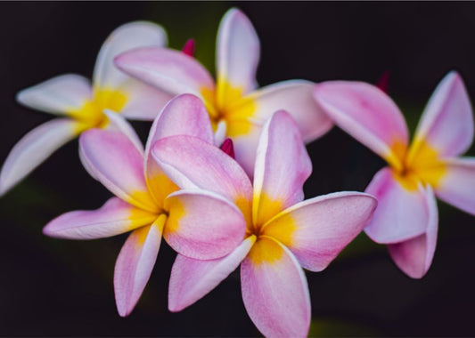 Plumeria Crown