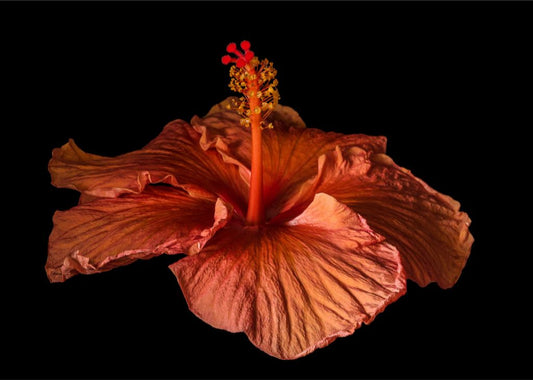 Orange Hibiscus