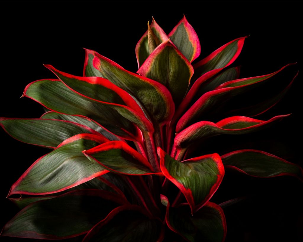 Ti Plant – John Cummins