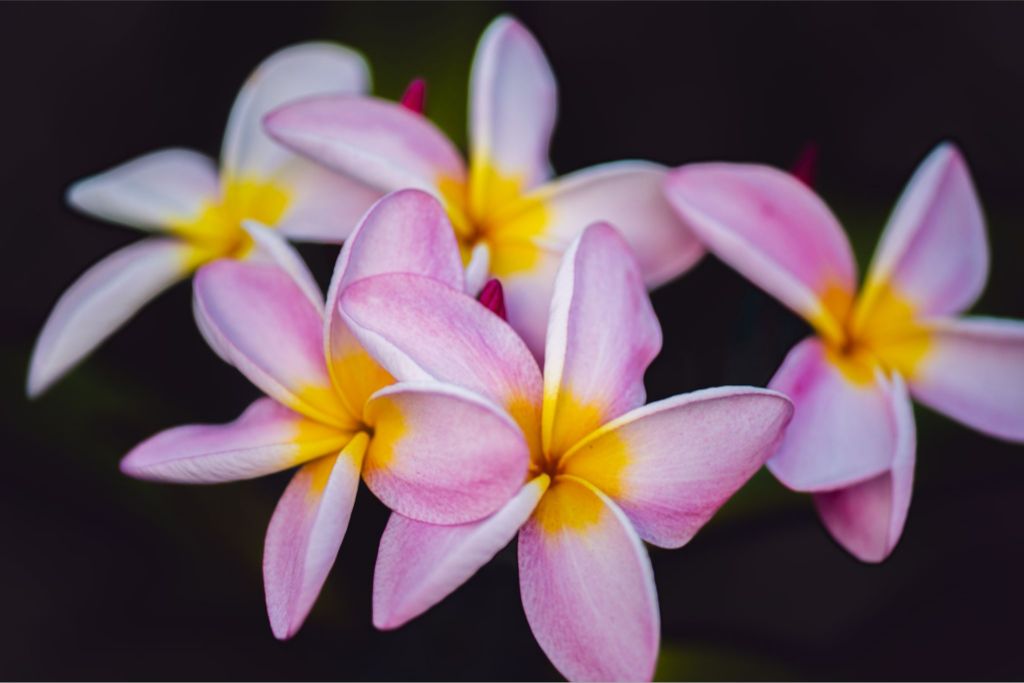 Plumeria Crown