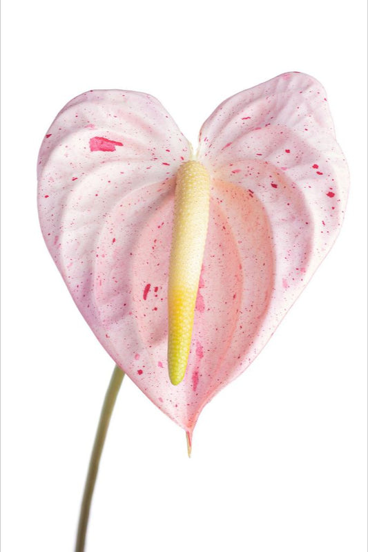 Candy Cane Heart (Light)