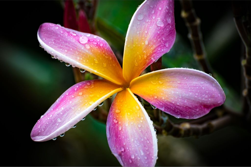 Hawaiian Sunrise Fine Art Print