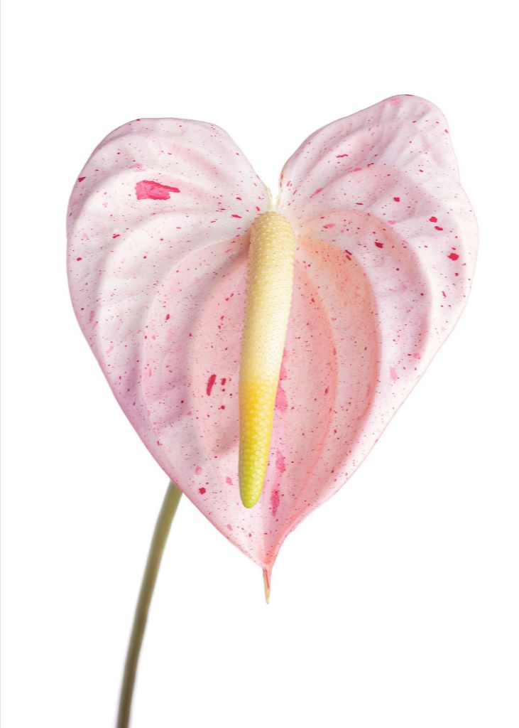 Candy Cane Heart (Light)