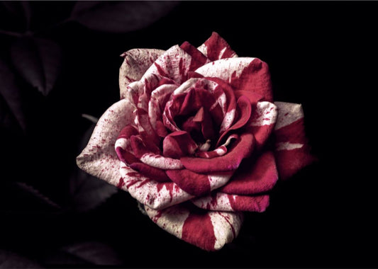 Candy Cane Rose